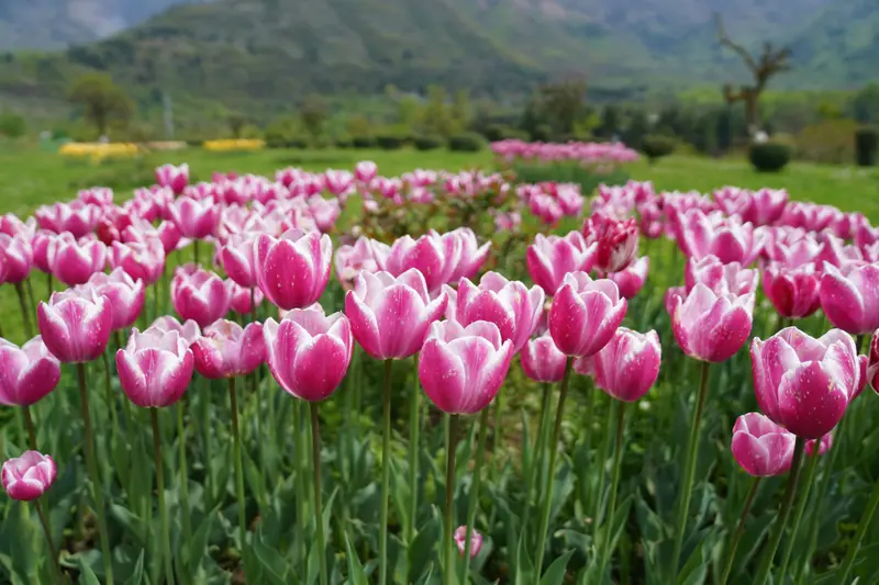 Mughal Gardens in full bloom